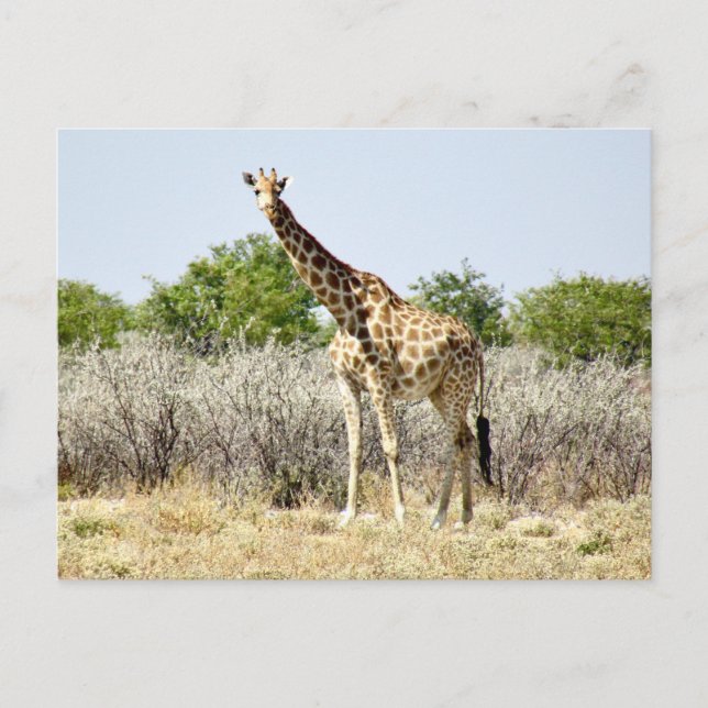 etosha giraffe postcard (Front)