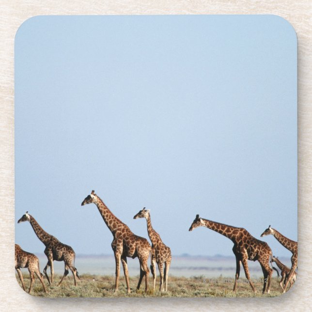 Etosha National Park, Namibia 2 Coaster (Front)