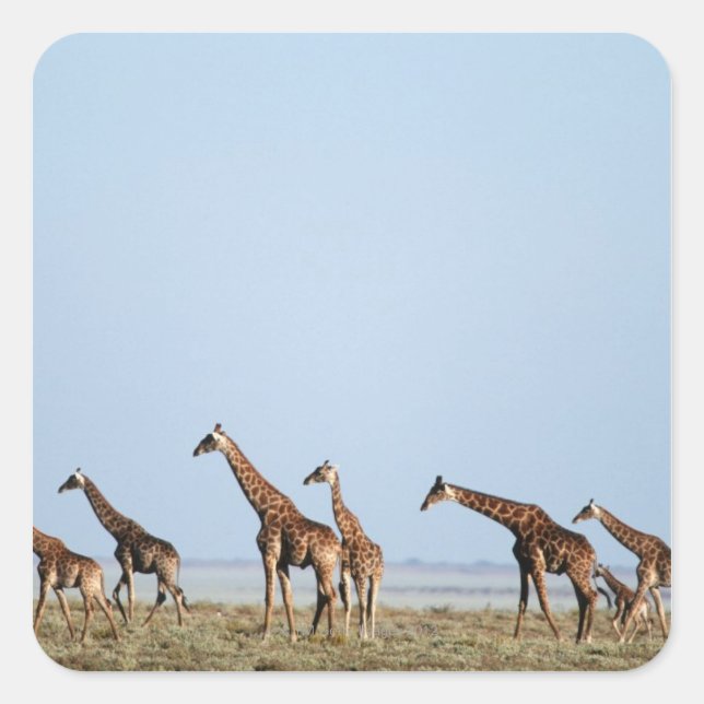 Etosha National Park, Namibia 2 Square Sticker (Front)