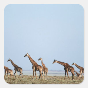 Etosha National Park, Namibia 2 Square Sticker