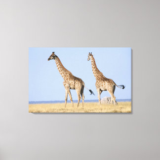 Etosha National Park, Namibia 3 Canvas Print