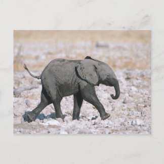 Etosha National Park, Namibia Postcard