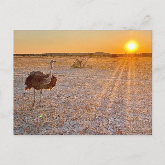 etosha ostrich postcard (Front)