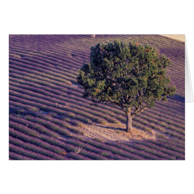 EU, France, Provence, Lavender fields (Front Horizontal)