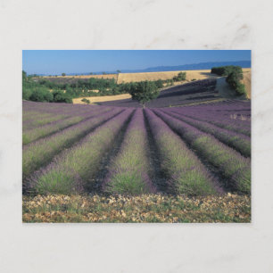 EU, France, Provence, Lavender fields 2 Postcard
