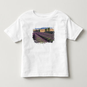 EU, France, Provence, Lavender fields 3 Toddler T-Shirt