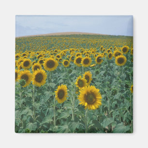 EU, France, Provence, Sunflower field Magnet