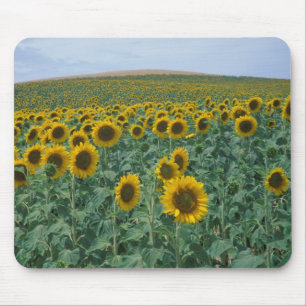 EU, France, Provence, Sunflower field Mouse Pad