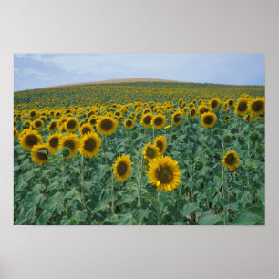 EU, France, Provence, Sunflower field Poster