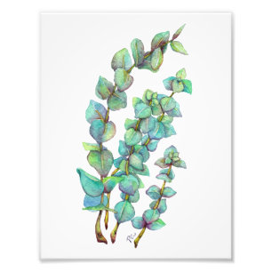 Eucalyptus 02 photo print