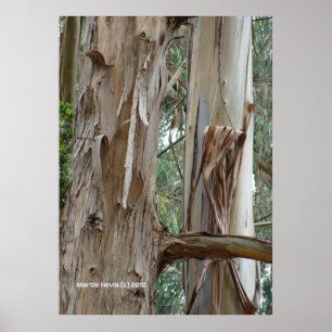 Eucalyptus Bark Poster