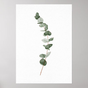 Eucalyptus Branch Poster