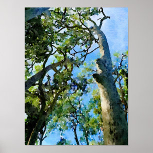 Eucalyptus Forest Poster