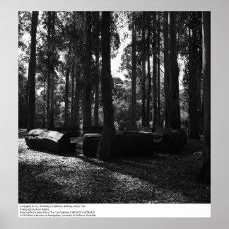 Eucalyptus Grove, UC Berkeley, 1967 Poster