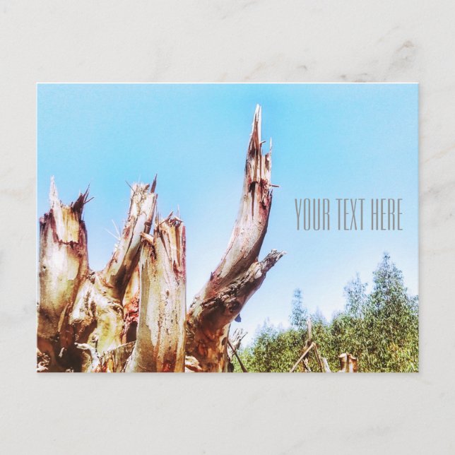 Eucalyptus Tree Stump Blue Sky Postcard (Front)