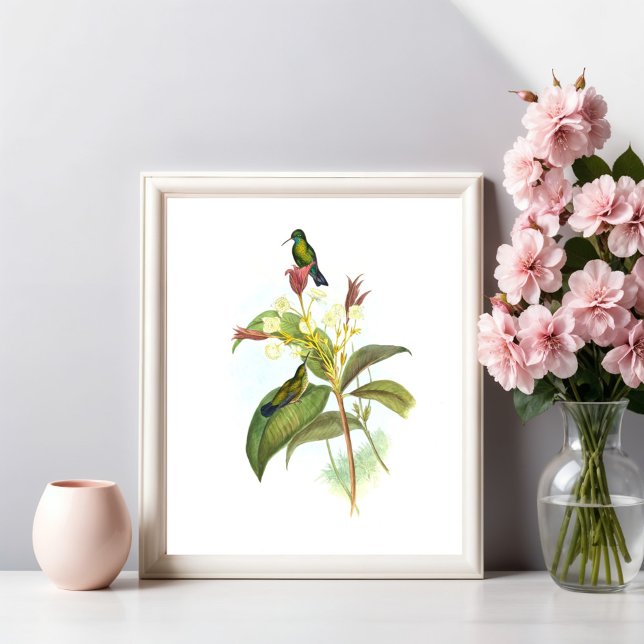 Eucephala caerulea (Blue-chinned Sapphire) Poster (Creator Uploaded)