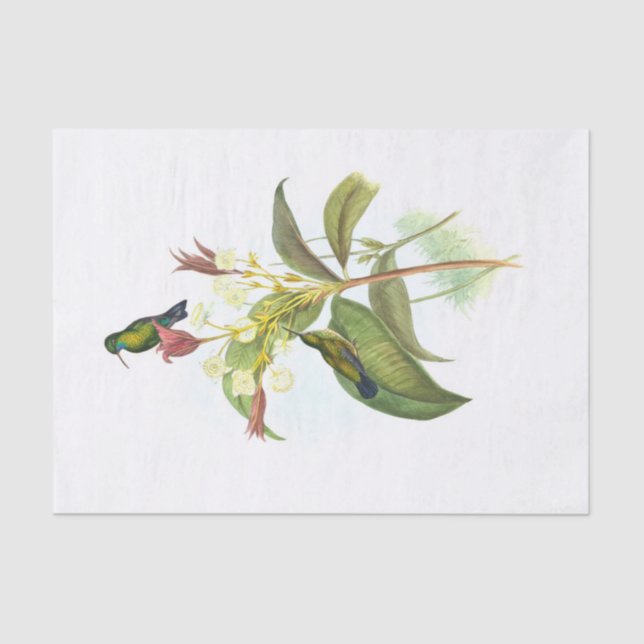 Eucephala caerulea (Blue-chinned Sapphire)  Tissue Paper (Front)