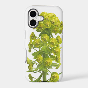 Euphorbia