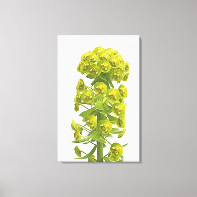 Euphorbia Canvas Print (Front)