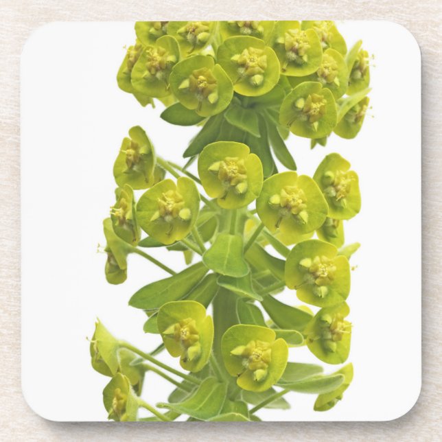 Euphorbia Coaster (Front)