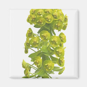 Euphorbia Magnet