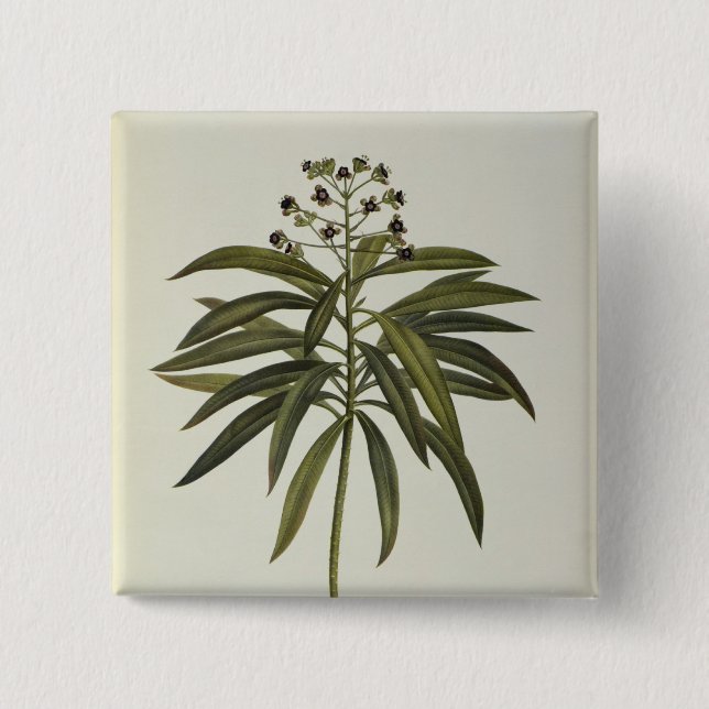 Euphorbia Mellifera 15 Cm Square Badge (Front)