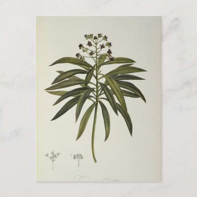 Euphorbia Mellifera Postcard (Front)