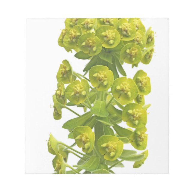 Euphorbia Notepad (Front)