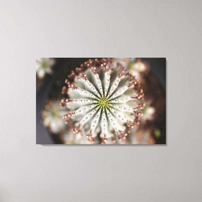 Euphorbia polygona 'Snowflake' canvas print (Front)