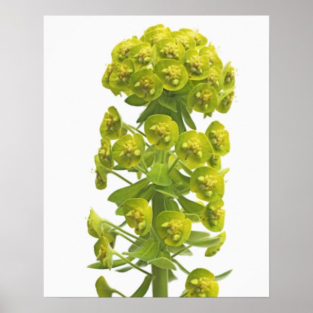 Euphorbia Poster (Front)