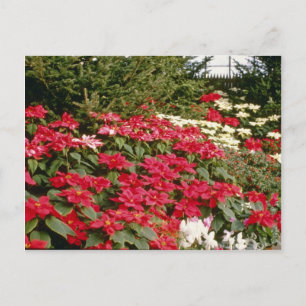 Euphorbia Pulcherrima (Poinsettia) flowers Postcard