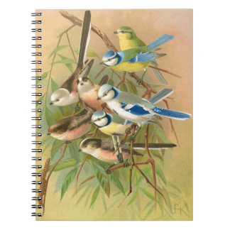Eurasian blue tit and long-tailed tit, Birds Notebook