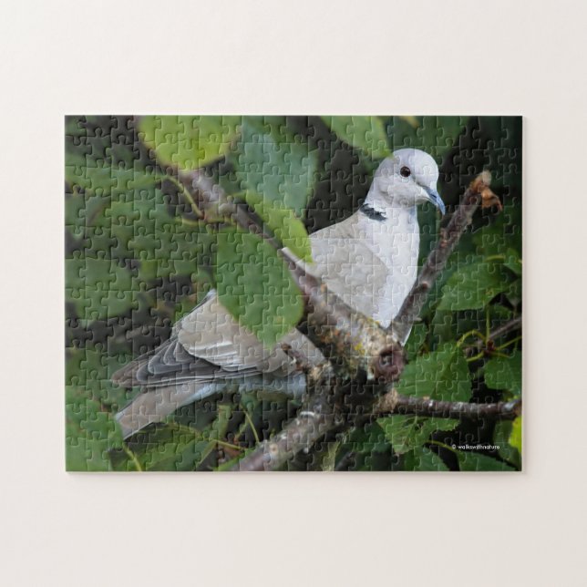 Eurasian Collared Dove on the Cherry Tree Jigsaw Puzzle (Horizontal)