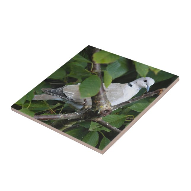 Eurasian Collared Dove on the Cherry Tree Tile (Side)