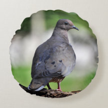 Eurasian collared dove or turtle dove