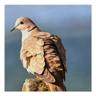 Eurasian Collared Dove Wildlife Art Poster