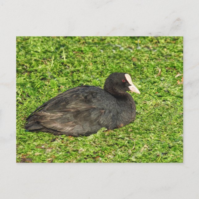 Eurasian Coot, Roath Park Lake, Cardiff, Wales. Postcard (Front)