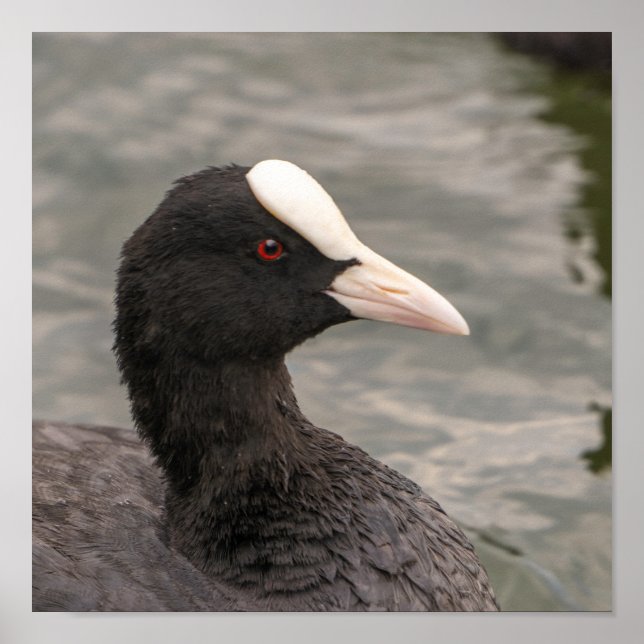 Eurasian coot's portrait poster (Front)