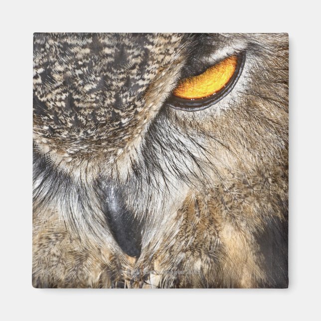 Eurasian Eagle Owl (Bubo bubo) Magnet (Front)