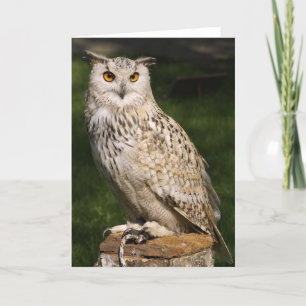 Eurasian Eagle Owl Card