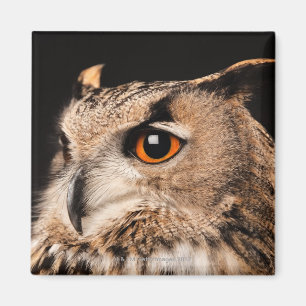 Eurasian Eagle Owl Magnet