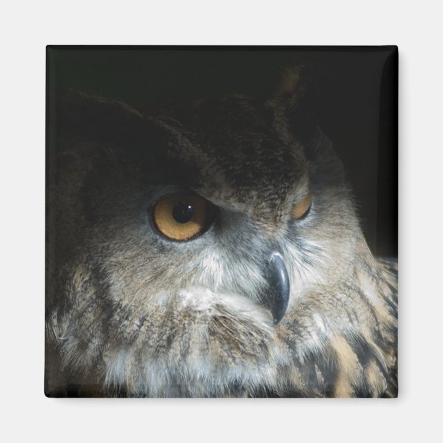 Eurasian Eagle Owl Magnet (Front)