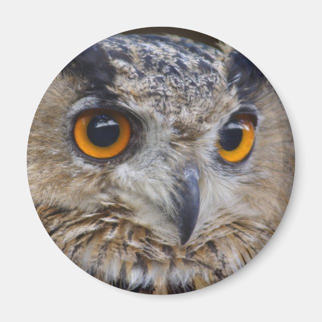 Eurasian Eagle Owl Magnet (Front)