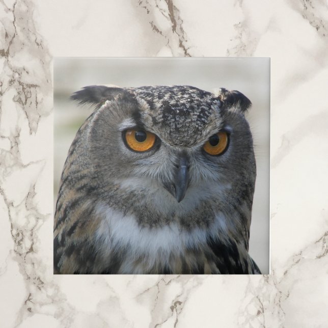 Eurasian Eagle Owl Photo Tile (In Situ)