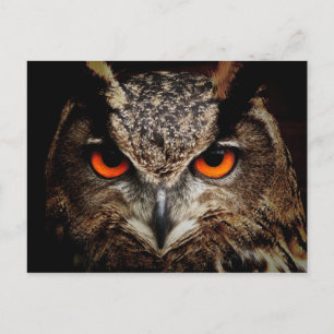 Eurasian Eagle-Owl Postcard