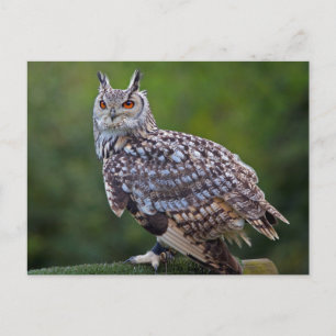 Eurasian Eagle Owl Postcard