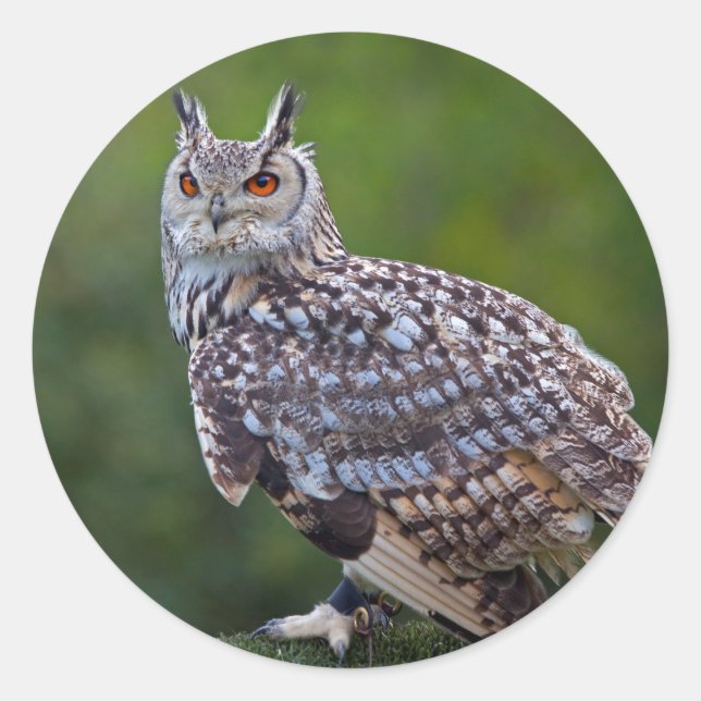 Eurasian Eagle Owl Sticker (Front)