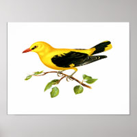Eurasian Golden Oriole bird