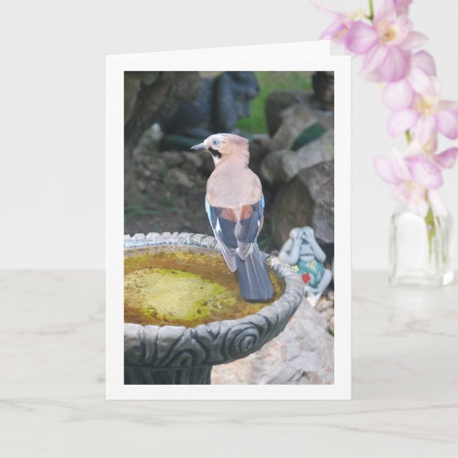 Eurasian Jay Bird Portrait Card (Orchid)