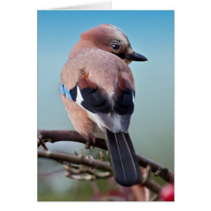 Eurasian Jay Card